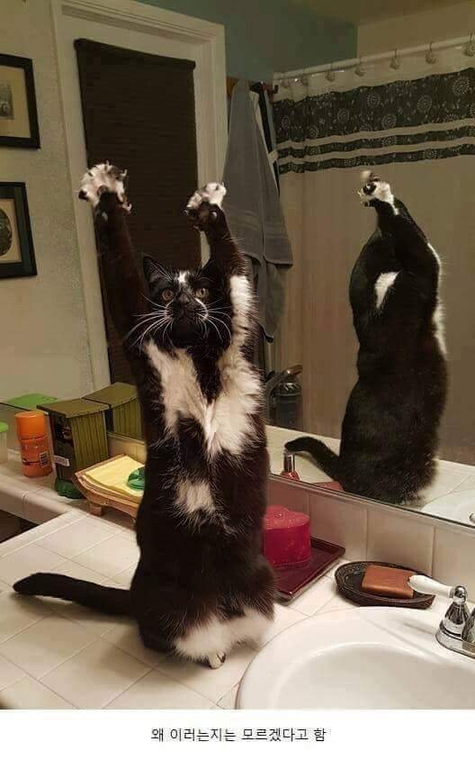 사진찍으면 포즈 취하는 냥이 | 인스티즈