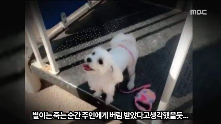 반려견 최악의 사건.jpg | 인스티즈