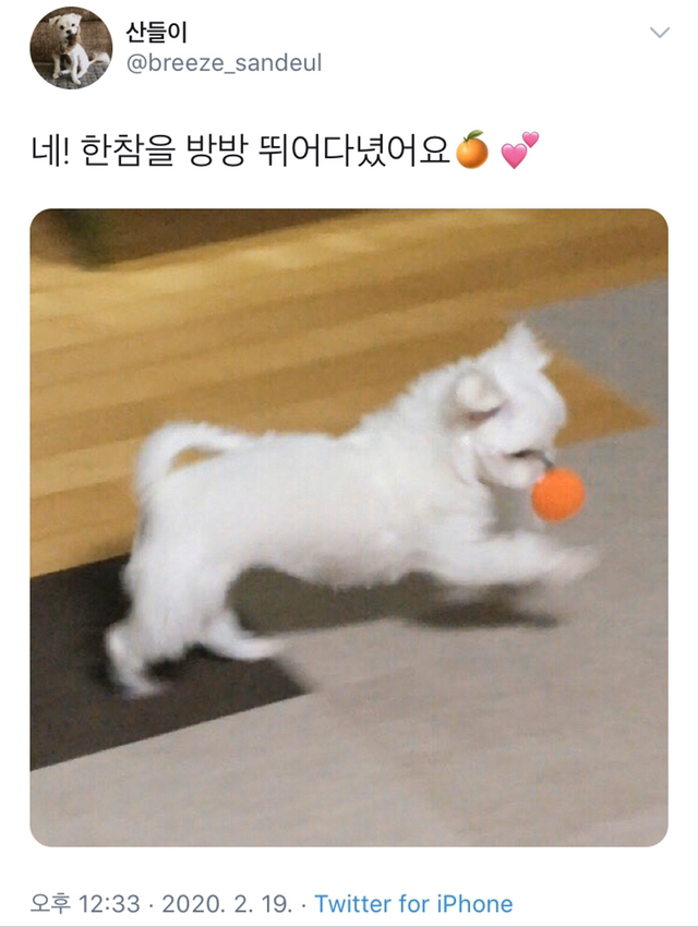 인간들이 귤 먹을때마다 울어서 댕댕귤 만들어줌 | 인스티즈