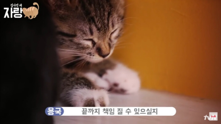 이번에 고양이 유기했다가 걸린 아이돌 과거 발언.jpg | 인스티즈
