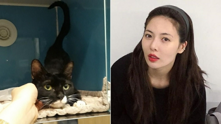 병원비만 몇천만 원인데..현아가 뺑소니 당한 '길냥이' 구조해 입양까지 도와준 사연 | 인스티즈