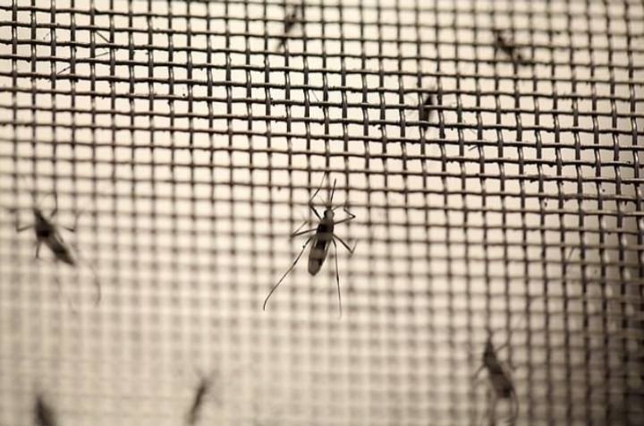 미국 플로리다에 모기 7억 5천 마리 방사 예정 | 인스티즈