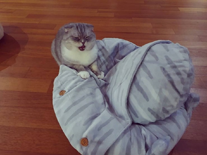 트위치 최고냥이 | 인스티즈