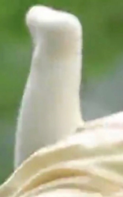 탱인 애기들의 무발목.jpg | 인스티즈