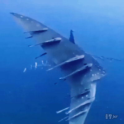 고래상어 | 인스티즈