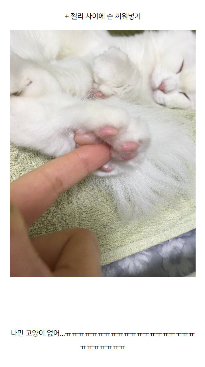 고양이 키우는 사람들이 하는 짓.jpg | 인스티즈