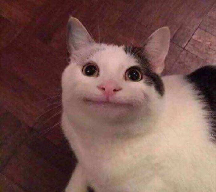 예의바른 고양이 | 인스티즈