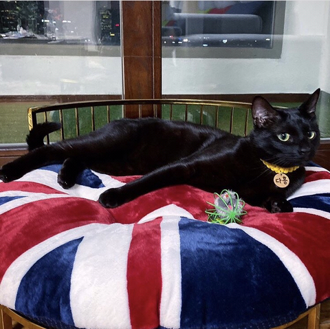 박수홍 고양이 냥스타그램 | 인스티즈