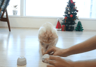 집사랑 야바위 게임 하다가 개빡친 고양이.gif | 인스티즈