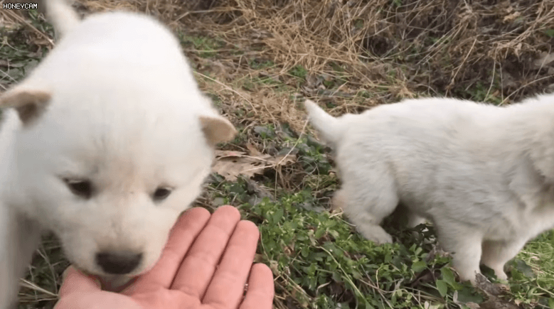 하얀 아기 댕댕이 | 인스티즈