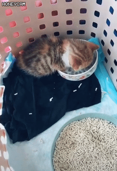 졸린 새끼 고양이 | 인스티즈