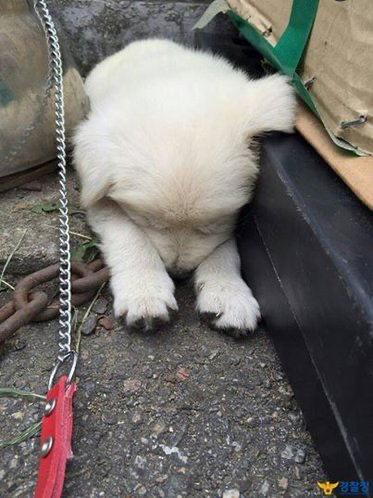 버려진 아기 강아지 주워서 기른 경찰들.jpg | 인스티즈