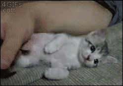 고양이가 잠드는 과정 gif | 인스티즈