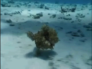 물속에서 달리는 문어.gif | 인스티즈