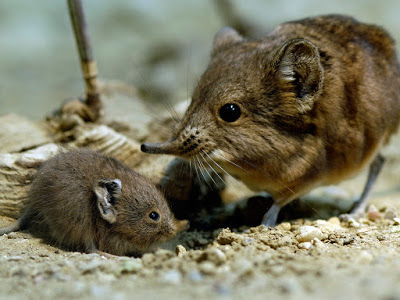 코끼리와 먼 친척이지만 사이즈가 많이 다른 아이.gif | 인스티즈
