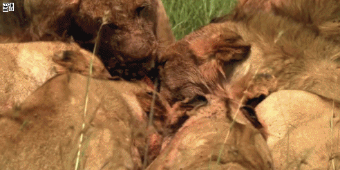 은근 호구인 사자.gif | 인스티즈