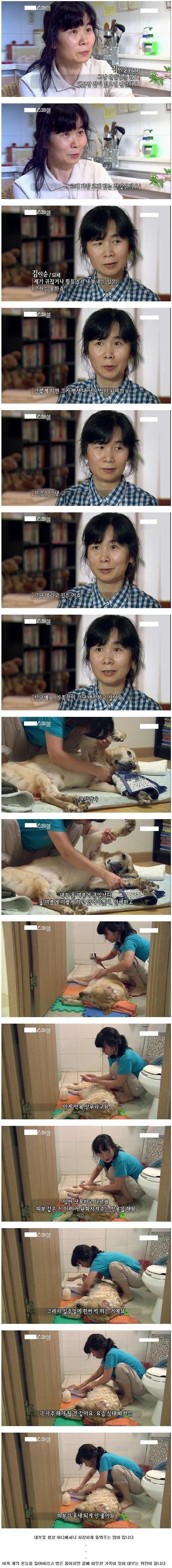 안내견 대부의 이야기 | 인스티즈