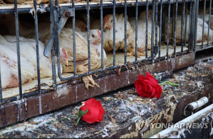 "닭과 나의 목숨 무게 왜 다른가"…법원 "사회적 공감 어려워" | 인스티즈
