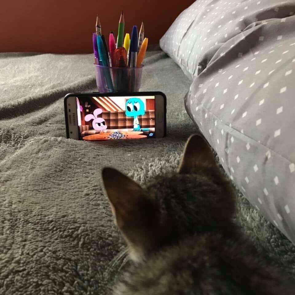 ㅈㄹ맞은 새끼냥이도 이거 하나면.jpg | 인스티즈