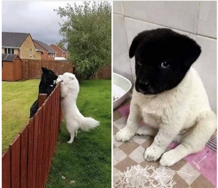 색 배합이 잘못된 댕댕이 | 인스티즈