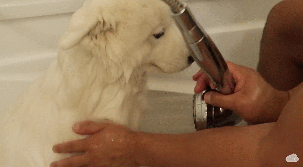 세상 순한 사모예드 댕댕이 목욕 시키기.jpgif | 인스티즈