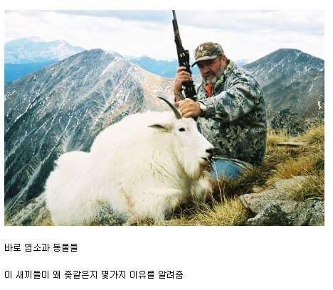 ㅂㅅ같은 동물류 최고봉.jpg | 인스티즈