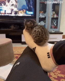 귀여운 아깽이 | 인스티즈