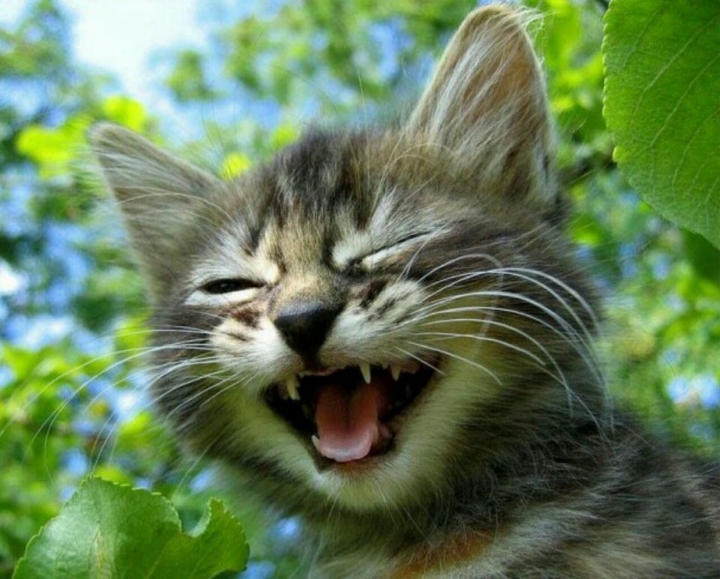 아기집사와 고양이 | 인스티즈