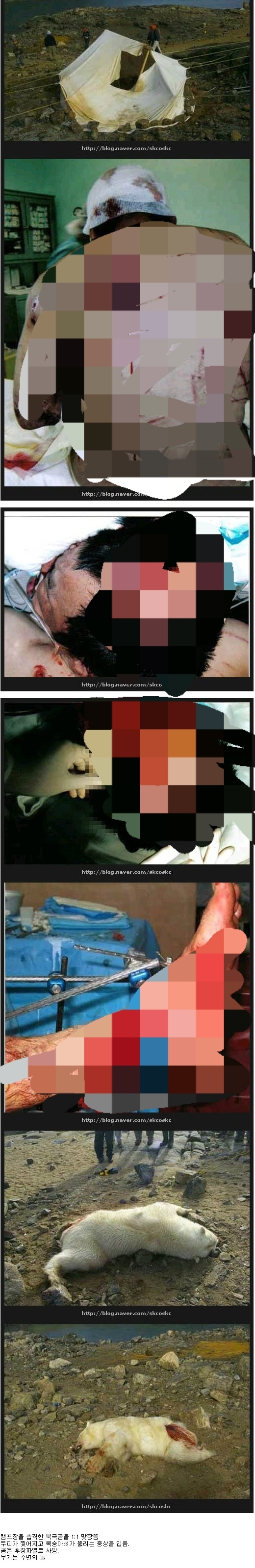 곰이랑 맞다이 까서 이긴 남자 | 인스티즈