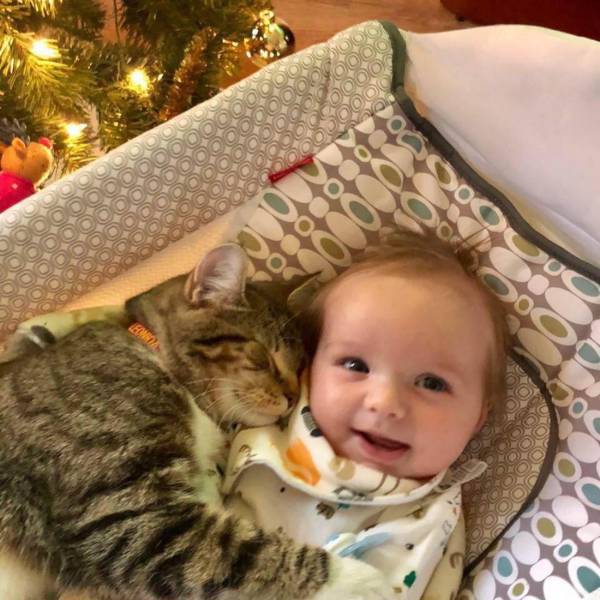 꿀잠자는 고양이들 | 인스티즈