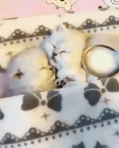 꿀잠 자는 냥이들.gif | 인스티즈