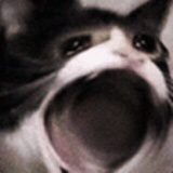 슬픈 고양이 근황 | 인스티즈