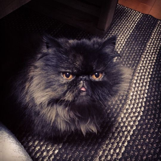 페르시아의 고양이 전설.jpg | 인스티즈