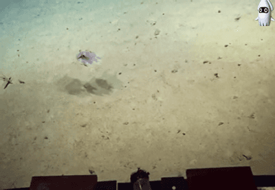 심해에 사는 귀여운 덤보문어...gif | 인스티즈