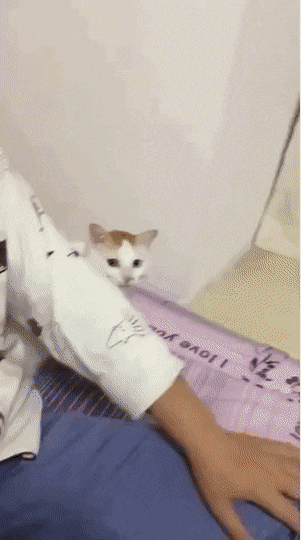 잠 잘 준비하는 냥이 | 인스티즈