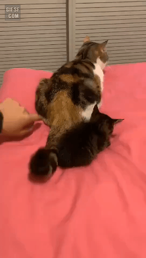 좆간의 장난에 억울하게 당한 아깽이 | 인스티즈