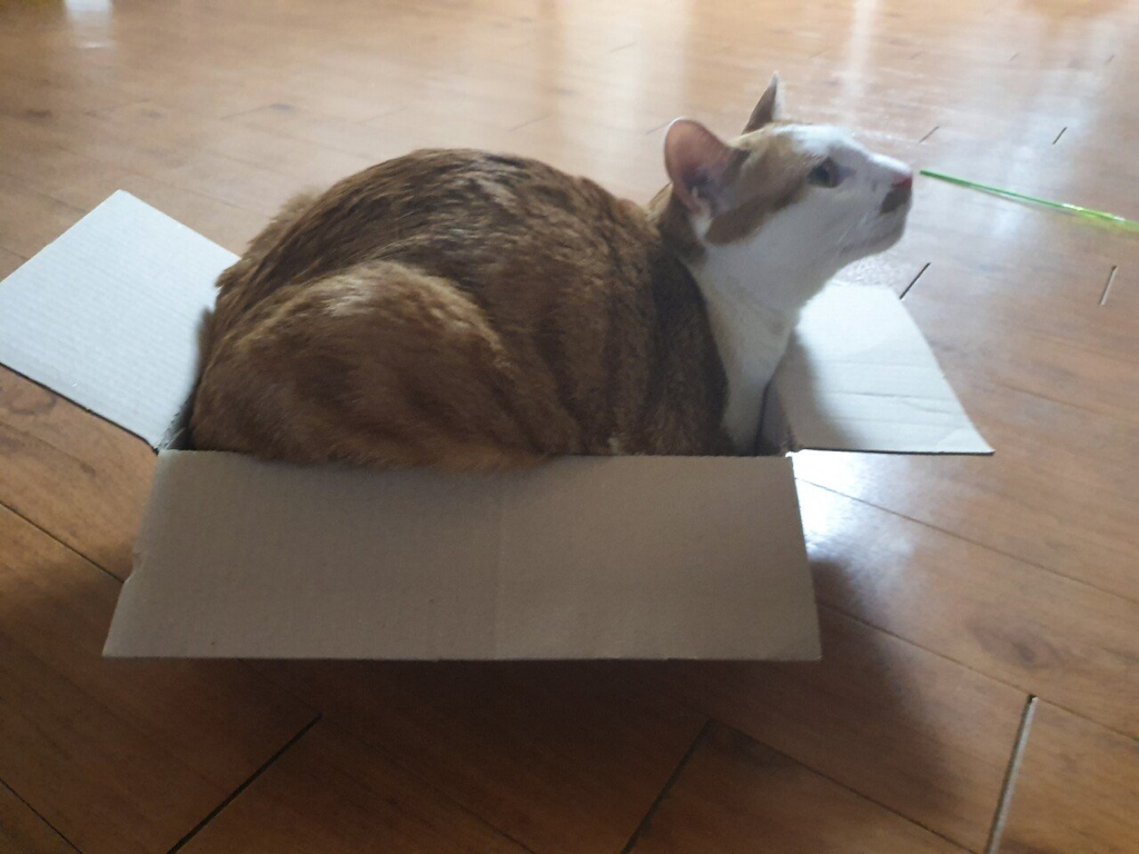 고양이를 상자에 넣는 법 | 인스티즈