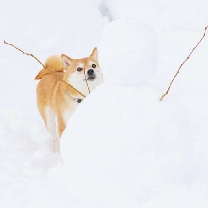 커여운 시바견 | 인스티즈