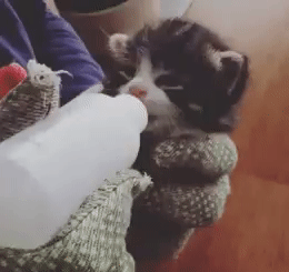 맘마 먹으면 귀가 팔랑거리는 냥이들.....gif | 인스티즈