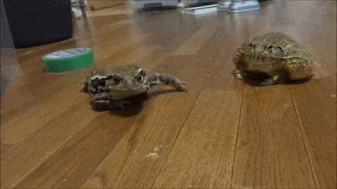 개구리 흥! 나 삐짐.gif | 인스티즈