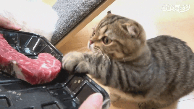 고기...고기 주세요 | 인스티즈