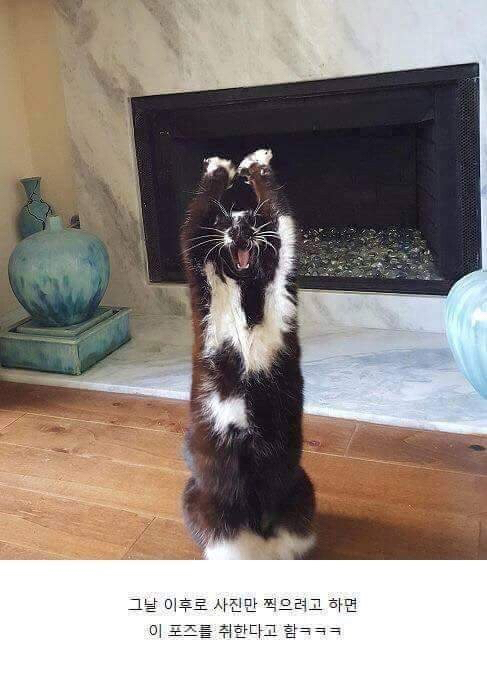 사진찍으면 포즈 취하는 냥이 | 인스티즈