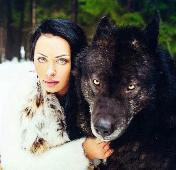 늑대의 실제 크기 | 인스티즈