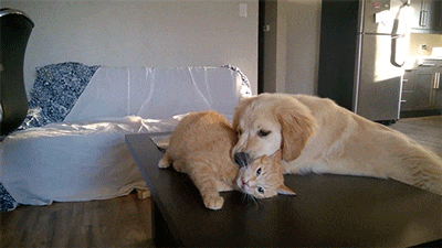 냥아치한테 맞고사는 댕댕이ㅜㅜ | 인스티즈