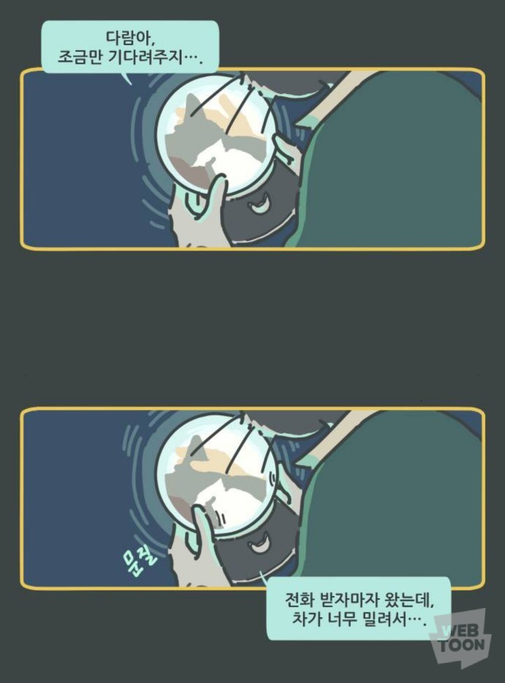 병원에서 죽음을 맞이한 고양이와 마지막을 지키지 못한 주인 | 인스티즈