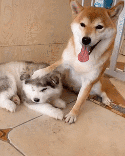 아기댕댕이 괴롭힌 시바견의 최후 | 인스티즈