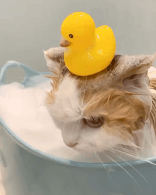 고양이는 사실 물을 좋아하는 동물이다.gif | 인스티즈