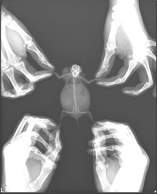 엑스레이 찍는 햄스터.jpg | 인스티즈