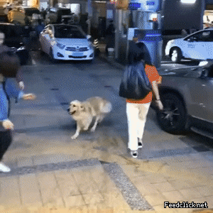 사랑에 빠져버린 골댕이.gif | 인스티즈