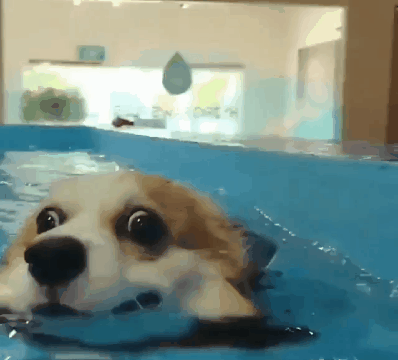 수영 처음해보는 코기 | 인스티즈